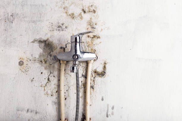 Best Local Mold Removal Service  in Pendergrass, GA