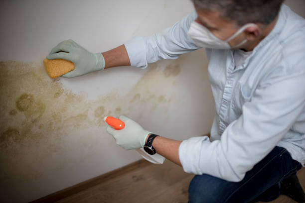 Best Commercial Mold Removal  in Pendergrass, GA