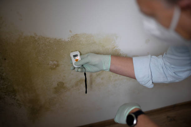 Best Certified Mold Removal  in Pendergrass, GA