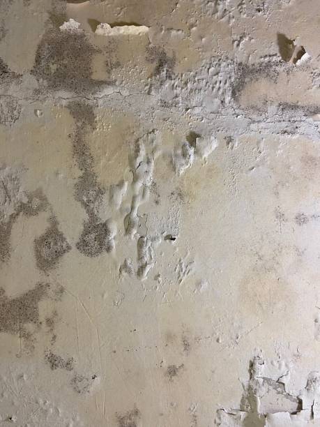 Best Black Mold Removal  in Pendergrass, GA