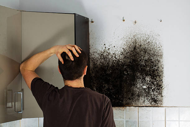 Best Mold Damage Repair  in Pendergrass, GA