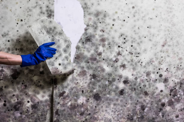 Best Mold Removal Company Near Me  in Pendergrass, GA