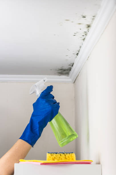 Best Mold Removal Company Near Me  in Pendergrass, GA