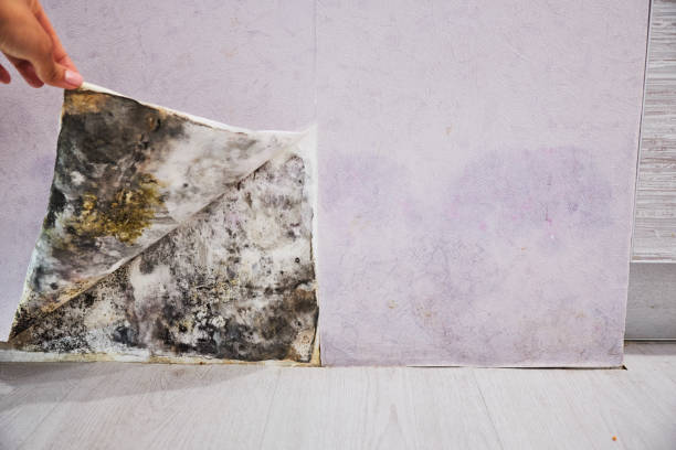 Best Attic Mold Removal  in Pendergrass, GA